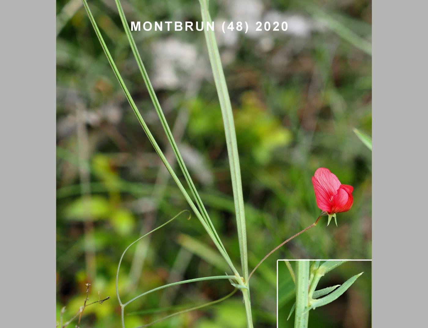 Vetchling, Brown leaf